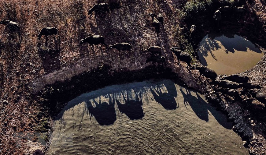 The buffalos seek for water during prolonged hot days in Binh Thuan province (Photo: VNA)