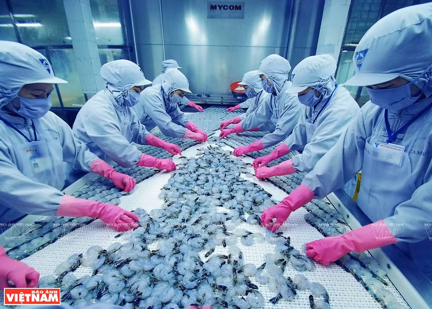 Ca Mau province has over 30 mills with a total annual processing capacity of about 200,000 tons, exporting shrimp to 90 countries nationwide. (Photo: VNP/VNA)