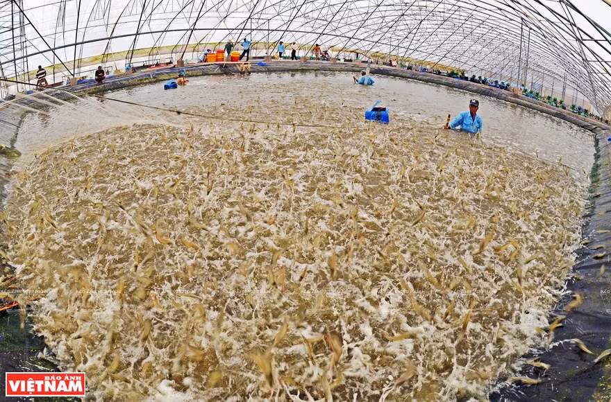 The Europe-Vietnam Free Trade Agreement has brought about advantages for the shrimp industry, including removal of tariff barriers and opportunities to diversify input material supply sources. In the photo: Hi-tech shrimp farming in Ca Mau province. (Photo: VNP/VNA)