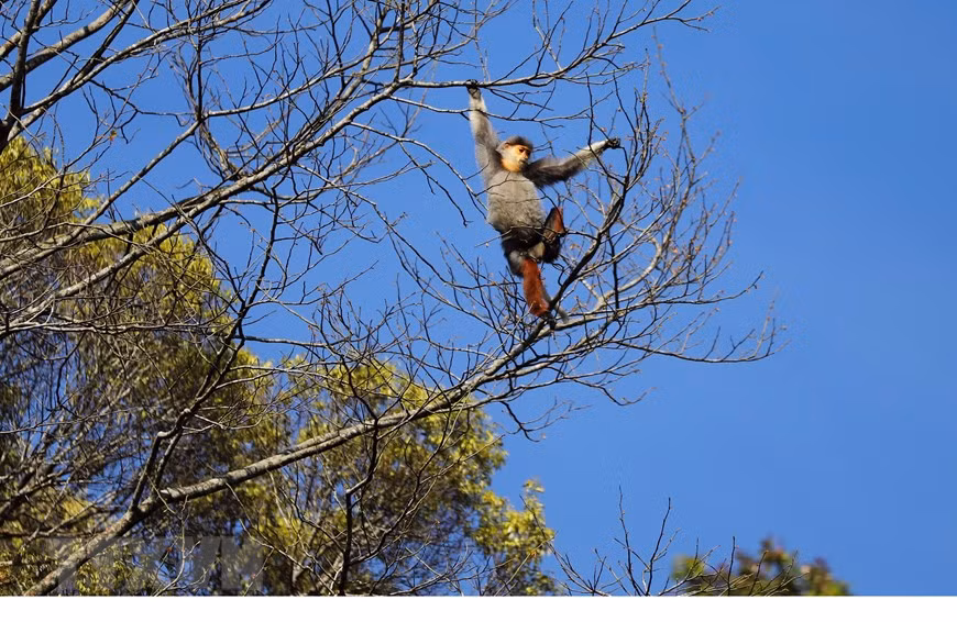 Bach Ma National Park is home to around 15 red-shanked douc langurs species. (Photo: VNA)