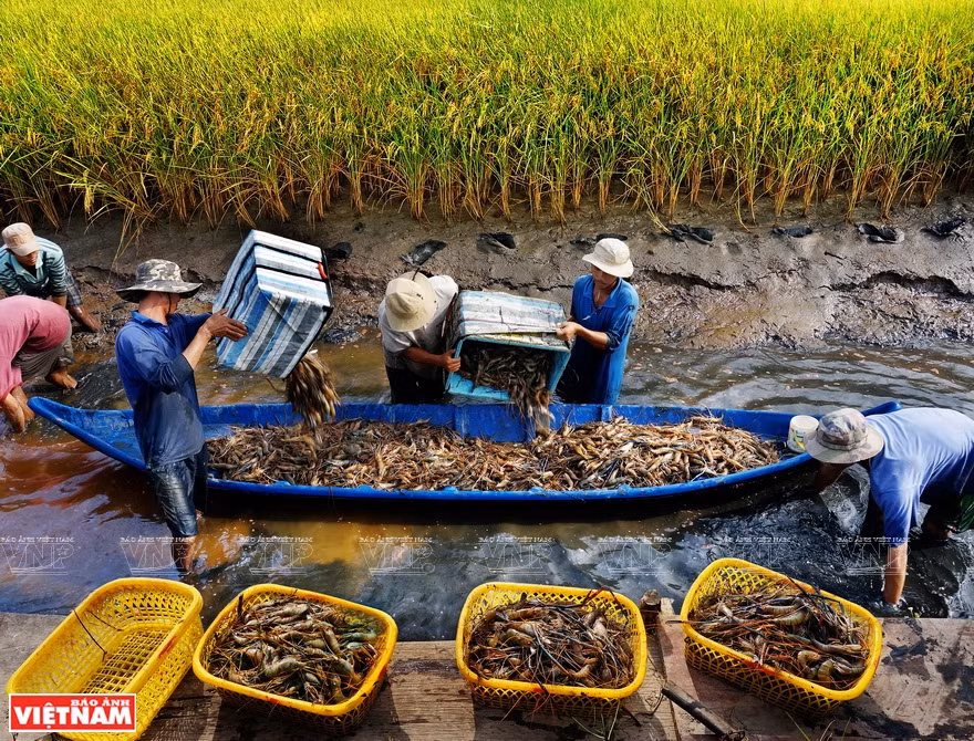 Farmers harvest giant freshwater prawns which are reared in paddy fields in Ca Mau province. (Photo: VNP/VNA)