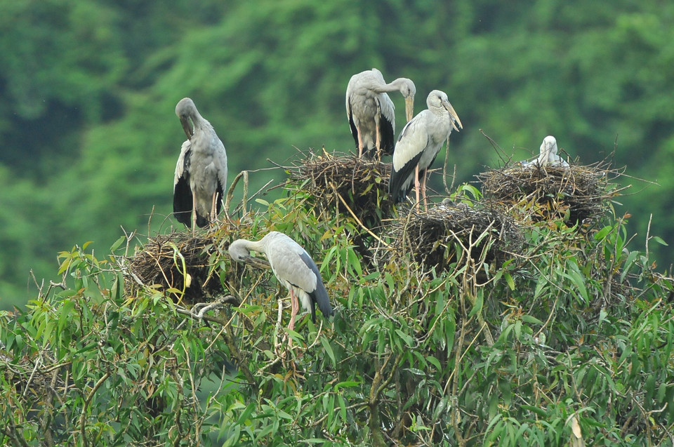 Tourists discover the nature and watch the rare flamingoes and storks in Thung Nham bird park. (Photo: VNA)