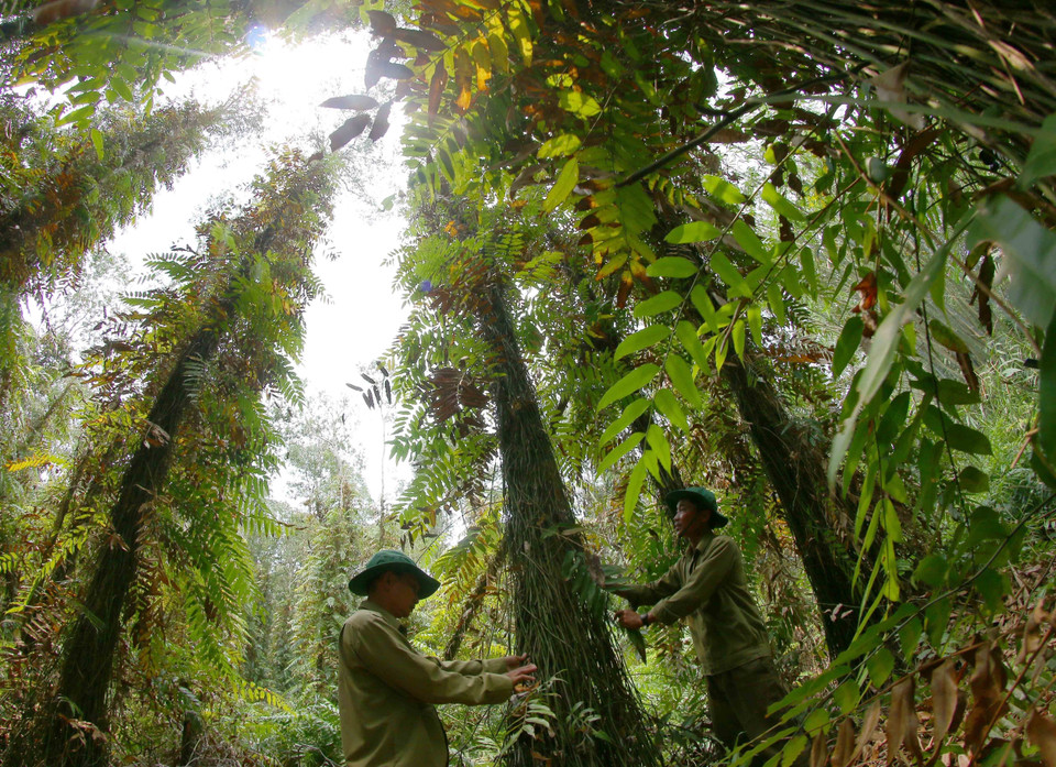Rangers frequently patrol the nature reserve to prevent violations. (Photo: VNA)