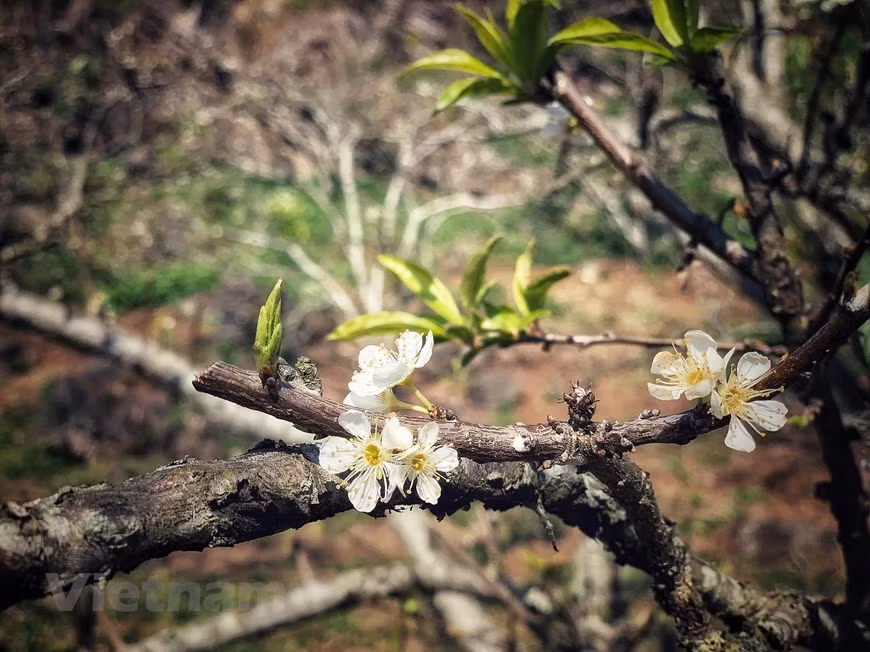 The last plum blossoms of this year's flowering season ( Photo: VNA)