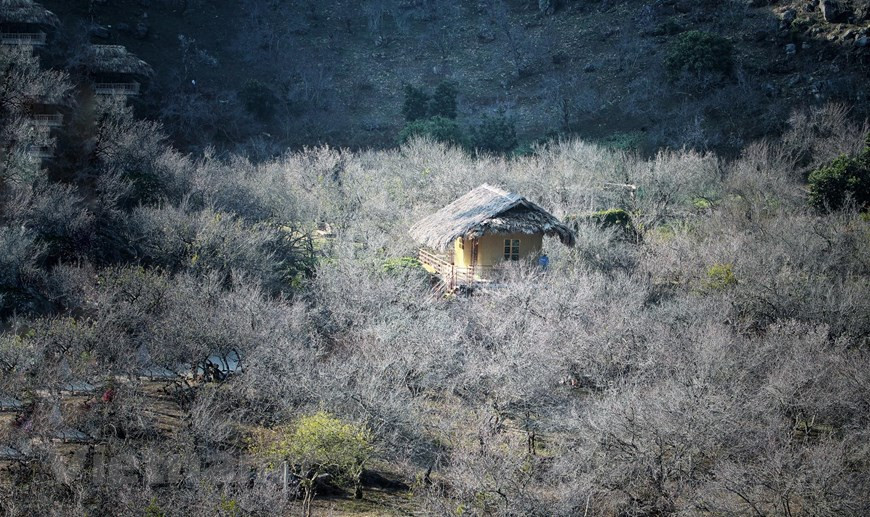 The apricot forest in sub-zone 14, Moc Chau town, is located right next to Highway No. 6. The place is a beautiful and dreaming destination for any visitors coming to the area (Photo: VNA)