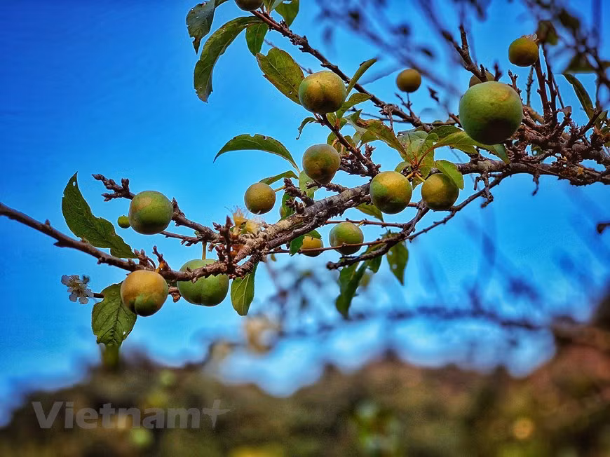 During this time, when plum blossoms gradually fade, it will make room for young green plums (Photo: VNA)