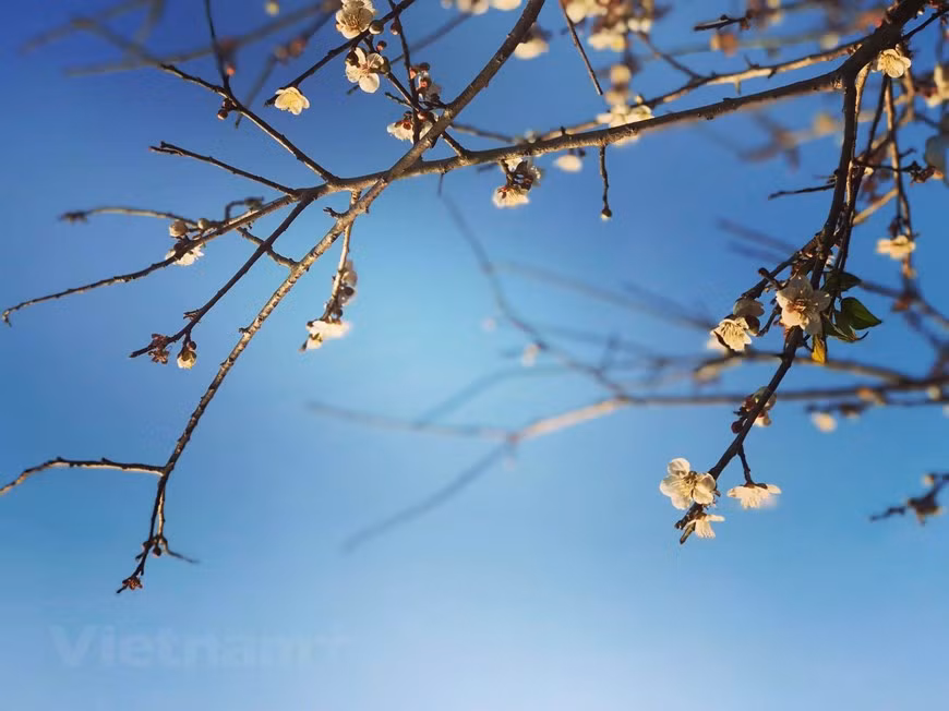  Bright white petals stand out from the crystal blue sky (Photo VNA)