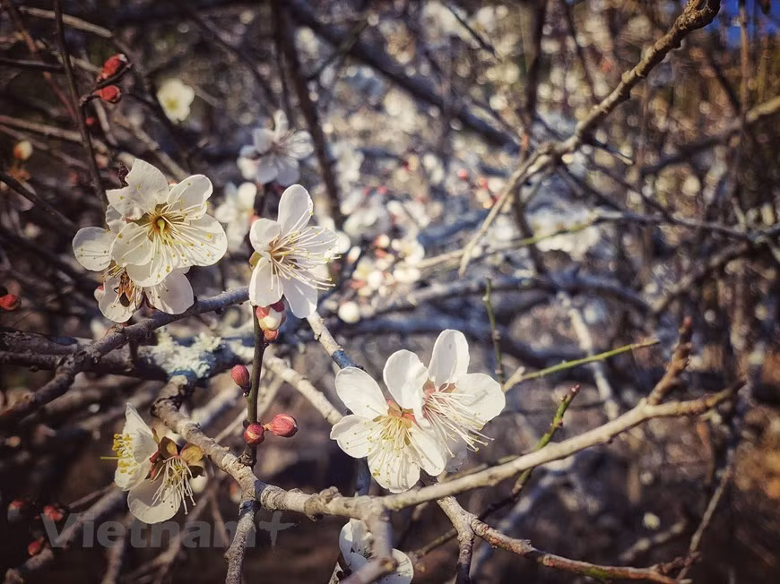 Apricot blossom lightens the entire Moc Chau town with its bright, pristine white amidst the blue clear sky of the north-western mountainous area (Photo: VNA) 