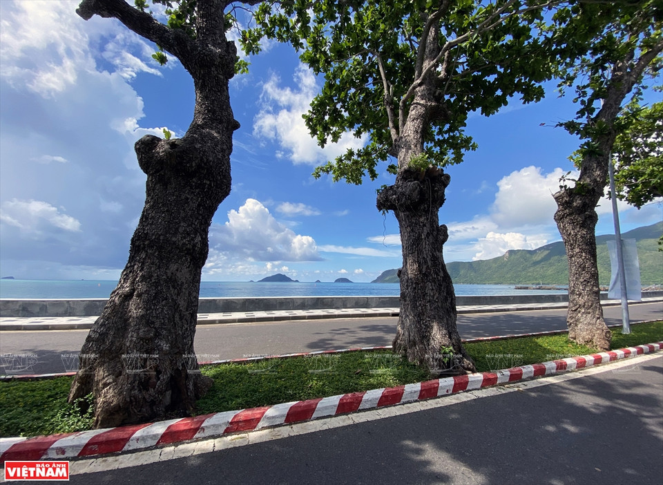 Indian-almond trees on Ton Duc Thang street, Con Son town, Con Dao district (Photo: VNA)