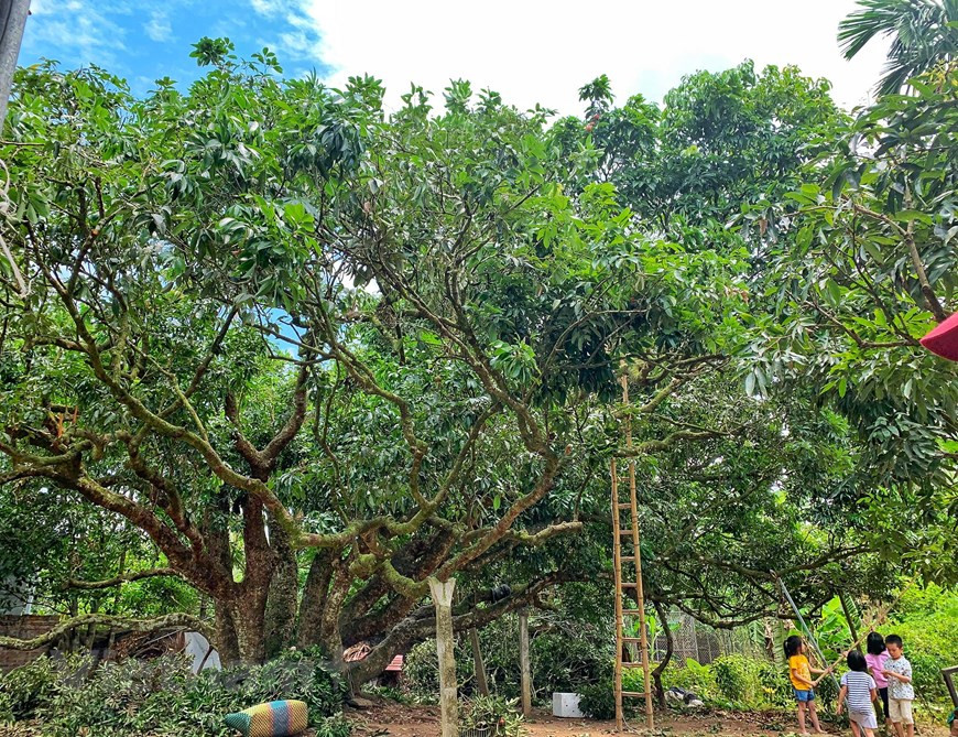 The total area of Thanh Ha lychee in Hai Duong stands at 10,000ha, which are expected to produce more than 40,000 tonnes this year. The province has so far earned over VND 1.1 trillion (USD 47.28 million) from the local specialty (Photo: Vietnam+)