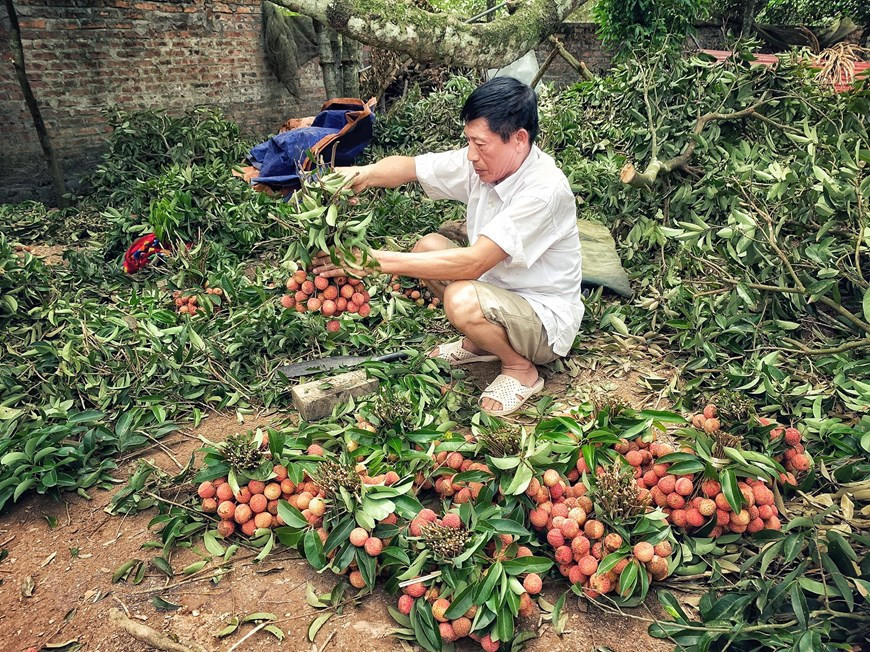 Ha Thi Hai’s son Le Duc Kinh says, as the tree has been trimmed to be taken care more easily, now it can only produce four to five tonnes of lychees (Photo: Vietnam+)