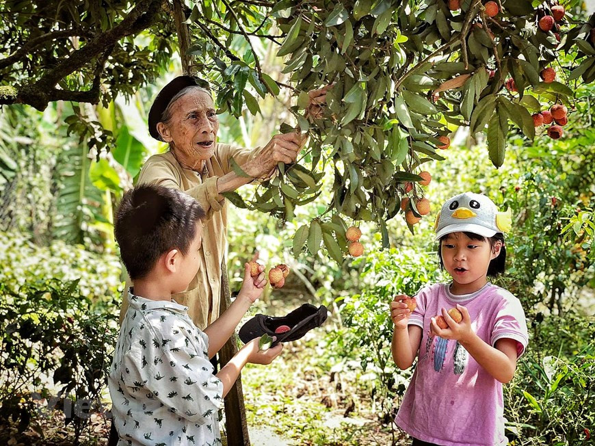 Ha Thi Hai picks ripen lychees for kids visiting her lychee garden (Photo: Vietnam+)
