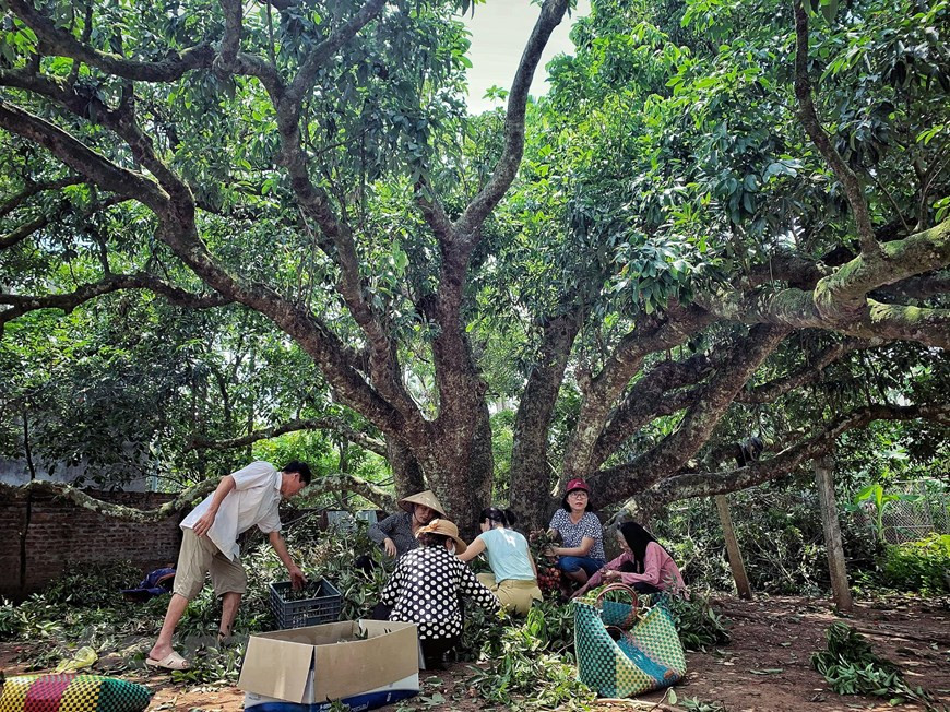 This plant is a direct successive generation of a 200-year-old lychee tree in Thanh Ha district, Hai Duong province. It belongs to Ha Thi Hai (94 years old)’s family in Ha Truong hamlet, Thanh Cuong commune (Photo: Vietnam+)