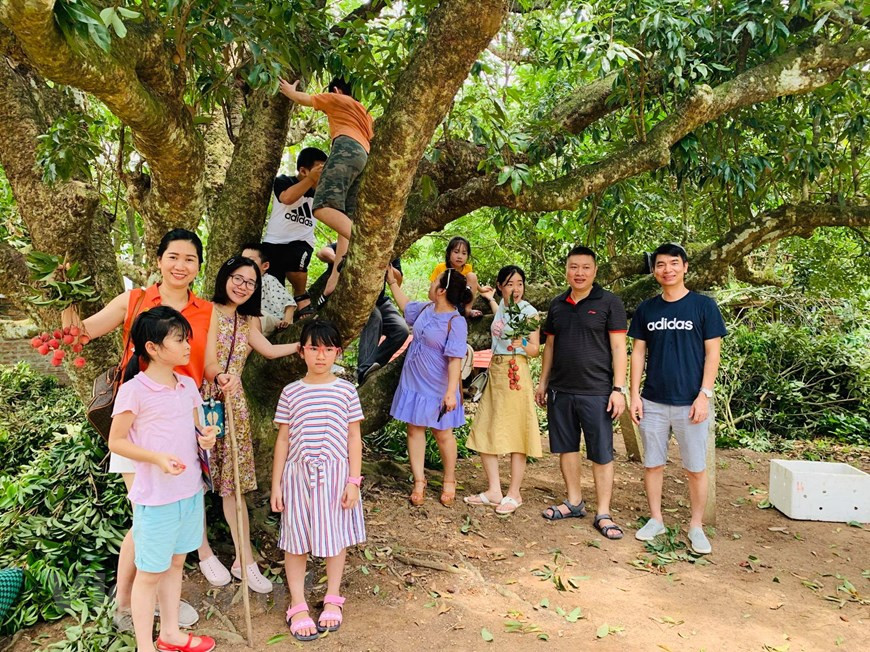 Families pose for pictures under the canopy of a lychee tree (Photo: Vietnam+)