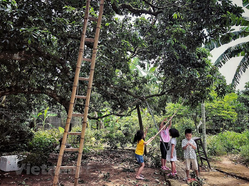 Lychees from Thanh Ha district is renowned for its fragrant and sweet taste (Photo: Vietnam+)