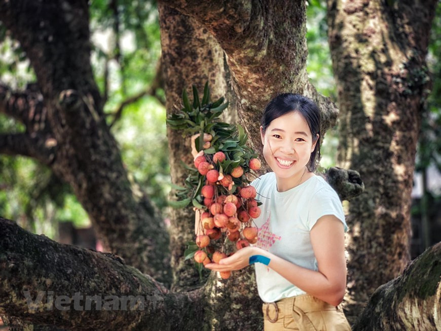 Not only are kids delightful when experiencing farmers’ life, but their parents are also excited when picking fresh lychees (Photo: Vietnam+)