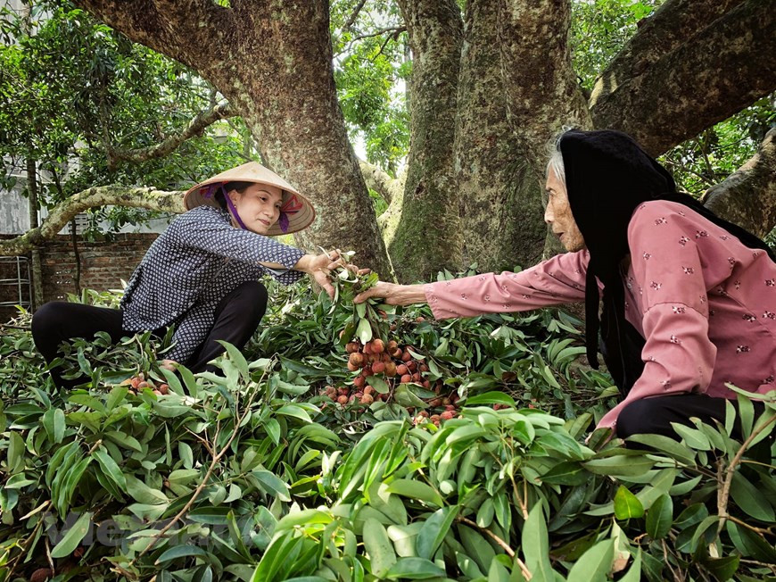 Ha Thi Hai (R), owner of the tree, reveals her family used to harvest nearly one tonne of lychees from this old tree in 1996 (Photo: Vietnam+)