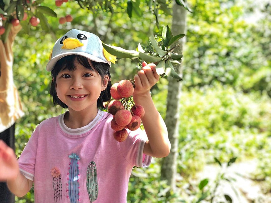 Urban kids enjoy picking lychees on their own like actual farmers (Photo: Vietnam+)