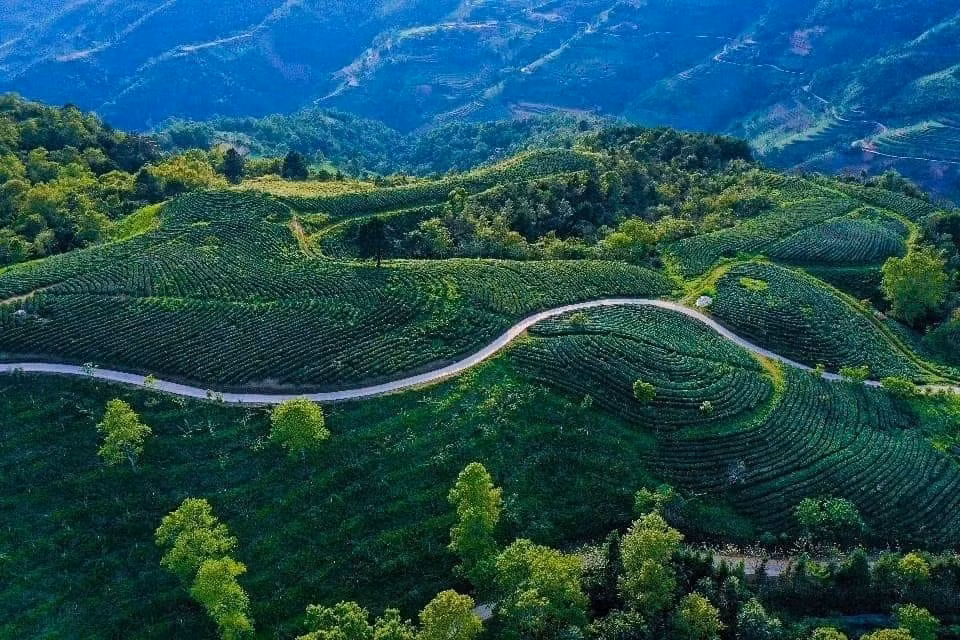 A beautiful tea plantation in Thanh Cong commune, Nguyen Binh district. (Photo: VNA)