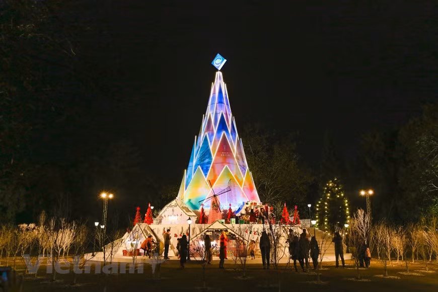 Shimmering pine trees attract visitors, especially young people to take photos (Photo: VNA)