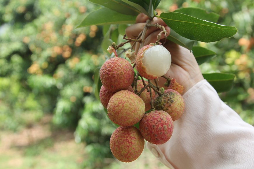 To conquer such a demanding market as Japan, local Thieu lychee growers must satisfy strict requirements, with the fruit being grown at orchards under the supervision of specialists from the Plant Protection Department and possessing origin-tracing codes (Photo: VNA)