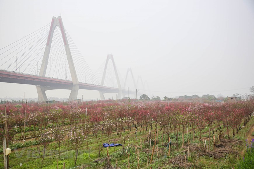Due to prolonged heat, apricot blossoms have bloomed brilliantly since the end of November. Peach blossom, or Hoa Dao is not only a flower but it has become an integral part in the life of Hanoi people, especially when the Lunar New Year is around. As a traditional feature, every family in Vietnam would buy one or some types of flower that appear only in Tet; if in the South of Vietnam, yellow apricot flower is the most common, in the Northern part, people usually purchase Hoa Dao for adornment. The main reason for this difference is the characteristics of the plants. While peach trees grow well in cold weather, orchid flowers just can survive and bloom in tropical lands with lots of sunshine(Photo: Minh Son/Vietnamplus)