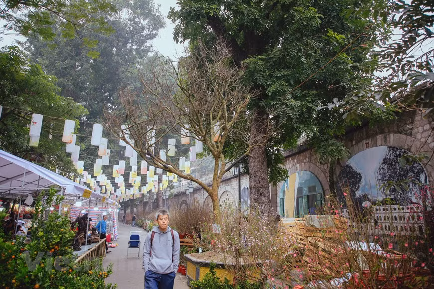The yellow apricot blossom tree is priced at 4 billion VND. Yellow apricot blossoms, a traditional symbol of Tet in southern Vietnam, are now on display in many cities and provinces accross the country ahead of the celebration. During Tet, also known as the Lunar New Year festival due in February, many Vietnamese families use the plants and flowers to decorate their houses in order to create a lively atmosphere and colorful touch aligned with the enthusiastic and cheerful spirits of the holiday. Most importantly, as the apricot blossom only blooms once a year in late January or early February, Vietnamese believe the blooming blossoms bring happiness and good fortune for a new year. (Photo: Vietnamplus) 
