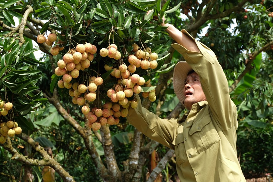Hong Van An, 68, in Chu town, Luc Ngan district, Bac Giang province, has nearly 40 years of experience in planting lychee (Photo: VNA)