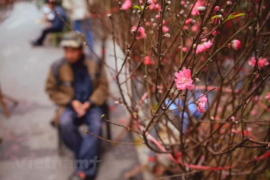 The 2020 Lunar New Year is approaching and apricot blossoms flaunt their colors on many streets. From the 15th to 30th days of the last lunar month, Hang Luoc street becomes a bustling flower market where Hanoians come to buy flowers as the peach branches and kumquat trees selected carefully from traditional villages around Hanoi as Tu Lien, Nhat Tan, Ngoc Ha, and Quang Ba.In these days before Tet, no matter how crowded the flower market is, people try to visit it to catch the early spirit of spring, take some photos, and enjoy the beauty of brilliant blossoms. Perhaps people come to Hang Luoc flower market neither buy nor sell, they just come to Hang Luoc to feel the elegance and joy surrounding (Photo: Vietnamplus) 