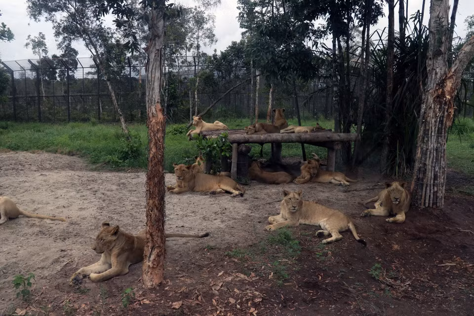 Wild animals at Vinpearl Safari Phu Quoc (Photo: VNA)