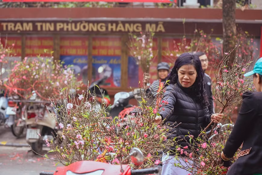 Retailers share that prices for cherry blossoms this year are higher than previous years. Many people in Hanoi are flocking to the streets buying branches of cherry blossom to decorate their house for the last full moon of the Year The price for each branch ranges from 40,000 VND to 250,000. The demand for cherry blossom branches is increasing as the last full moon of the final lunar year and Tet (Lunar New Year) are approaching.Florists in Nhat Tan Ward usually cut out the most beautiful branches and put them on sale during this time of the year. (Photo: Vietnamplus)