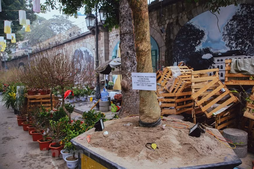 The 120 years old apricot blossom tree is delivered from Hue city. The apricot blossom only blooms once a year in late January or early February, Vietnamese believe the blooming blossoms bring happiness and good fortune for a new year. In that sense, many families shop for flowers, plants, and apricot blossoms ahead of Tet in the hope of having luck in their hohou. Some of the bigger apricot trees already had their blossoms bloom due to the hotter-than-usual weather. Even though the golden flower petals beautifully reflect the sunrays, the already bloomed trees are not preferred by customers as they want the apricot blossoms to flourish at the beginning of February instead. (Photo: Vietnamplus) 