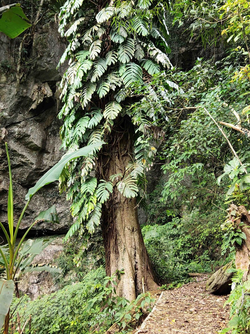 Ancient trees in Hoai Khao village (Photo: VNA)