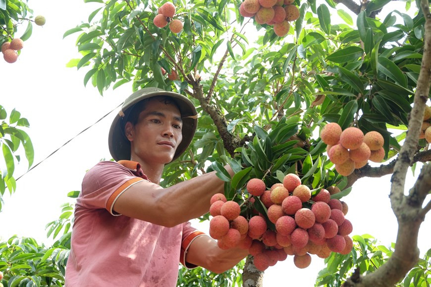 Bac Giang will grow 15,000 ha of Thieu lychees under VietGAP standards this year and 80 ha under GlobalGAP standards for shipment to Europe (Photo: VNA)