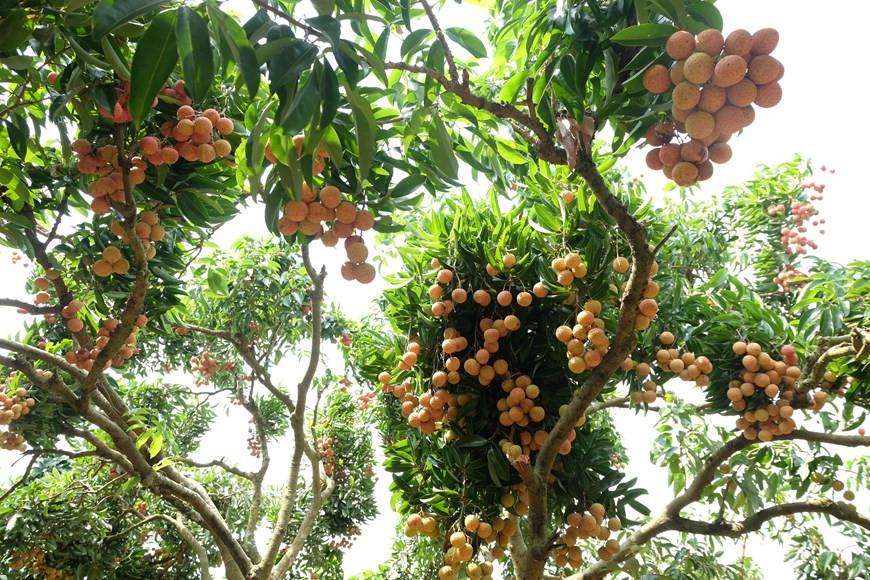 Thieu lychee distinguishes itself from other varieties with spherical shape; bright, thin and red peel; thick, white, sweet and juicy flesh; and small seed (Photo: VNA)