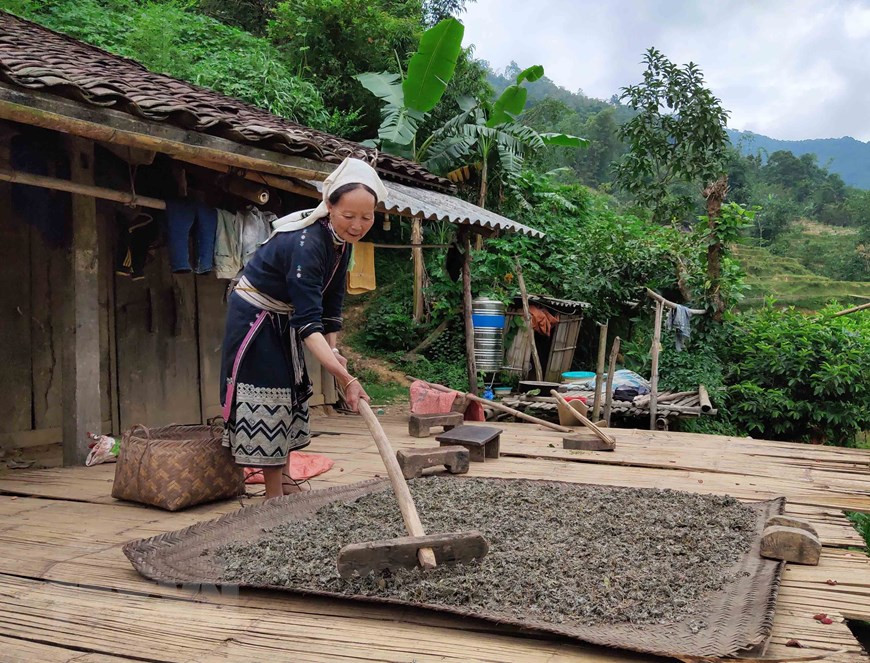 Mother Nature offers people in Hoai Khao valuable gifts, including ‘day’ herbal tea which is harvested in the forest (Photo: VNA)