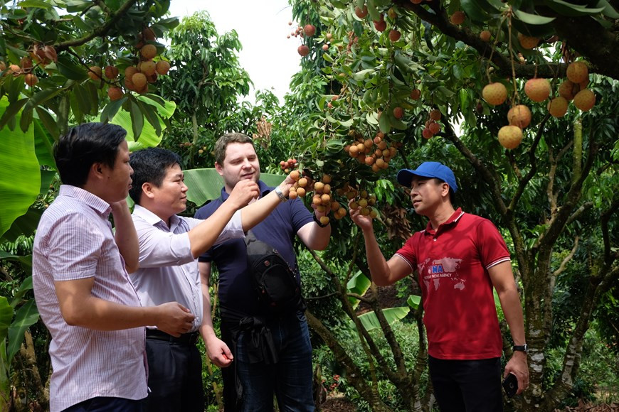 Luc Ngan’s Thieu lychee has been exported to the US for three years (Photo: VNA)