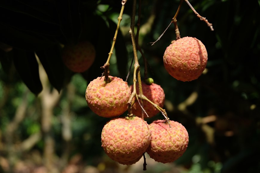 2020 is set to be the first year the fruit enters Japan (Photo: VNA)