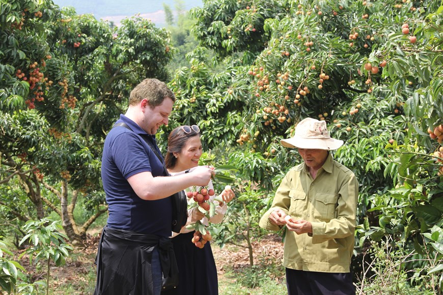 The province has zoned off 103 ha with an estimated yield of about 600 tonnes for export to Japan (Photo: VNA)