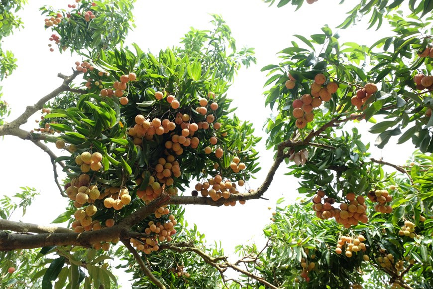 Thieu lychee distinguishes itself from other varieties with spherical shape; bright, thin and red peel; thick, white, sweet and juicy flesh; and small seed. (Photo: VNA)
