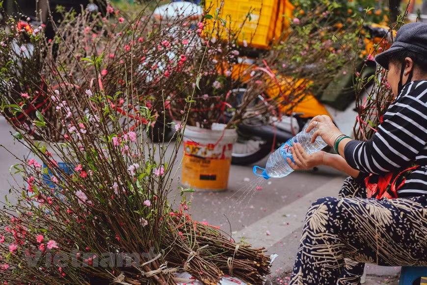 As Tet nears, the market becomes busier, creating a festive atmosphere of the capital city. Unlike another flower market as Quang Ba, flowers will not be heaped up with small or big bunches; flowers in Hang Luoc market will be chosen meticulously from flower villages around and displayed finely. Traditional flowers are popular here such as peach flowers, kumquats, dahlias, violets, gladioluses, narcissuses. Hang Luoc flower market in the Hang Luoc – Hang Ma – Hang Ruoi – Hang Khoai crossroad in Hoan Kiem district is a well-known destination. In old days, farmers from the flower-growing areas of Ngoc Ha, Tu Lien, Nghi Tam, Nhat Tan and Quang Ba wards brought their flowers and plants to sell in the market on the occasion of Tet. (Photo: Vietnamplus) 