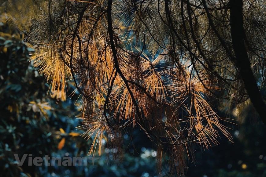 The soothing coolness from autumn gradually vanishes, leaving room for the freezing chills to fill the air. (Photo: VNA)