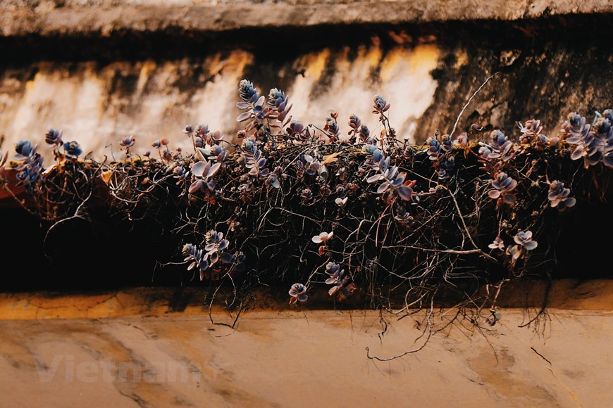 When the plants completely take off its beautiful crimson and gold gowns, and when Hanoi starts to put on a show of continual drizzles and dry, chilly breezes, winter also returns to the city. (Photo: VNA)