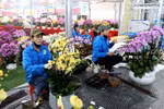 Phung Cong commune is known as the “capital” of flowers and ornamental plants in the northern region (Photo: VNA)