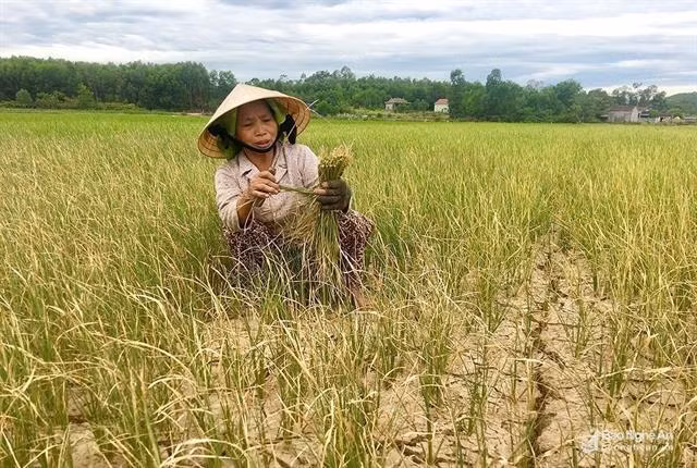 Drought destroys crops in central Nghe An province