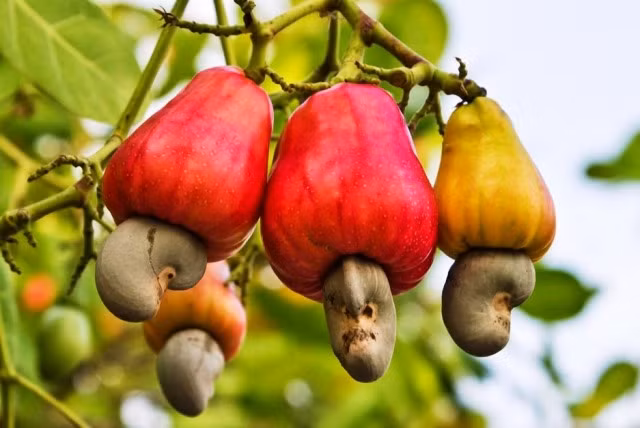 Over 780,700 tonnes of cashew nuts from Cambodia are imported into Vietnam, worth up to 1 billion USD, in the first half of 2024. (Photo: vinacas.com.vn)
