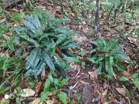 Some “lan hai chai” (Paphiopedilum callosum (Rchb.f.) Stein) orchids found in the Central Highlands province of Dak Lak. (Source: nhandan.vn)