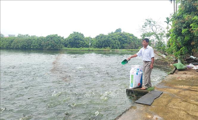 A resident in Thu Phu commune of Hanoi's Thuong Tin district, feeds fish at his farm that follows VietGap standards. (Photo: VNA)