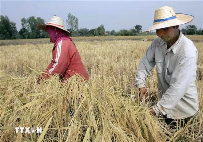 Thai farmers harvest rice on a paddy field. (Photo: AFP/VNA)