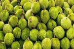 Vietnam’s durian exports to China reached only about 130 million USD, equivalent to 35,000 tonnes, in the first four months of 2025. (Photo: VNA)